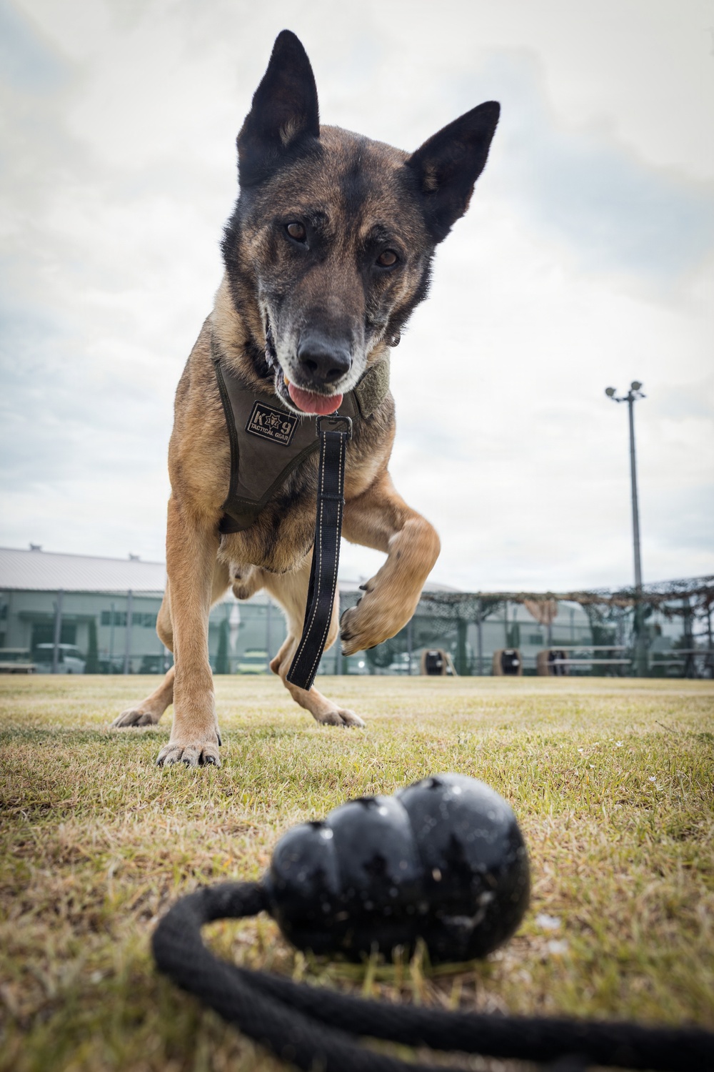 U.S. Marine Corps Military Working Dog Rambo