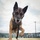 U.S. Marine Corps Military Working Dog Rambo