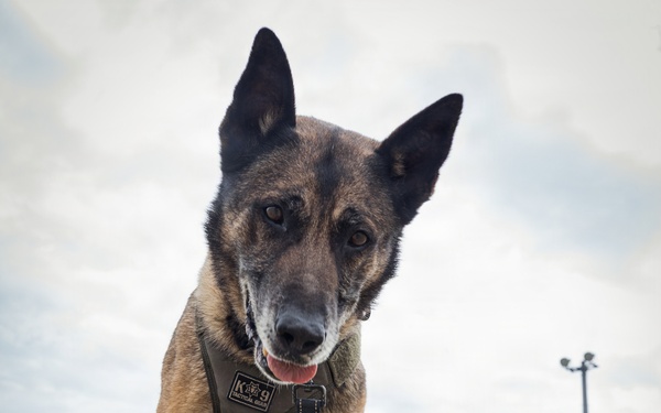U.S. Marine Corps Military Working Dog Rambo