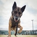 U.S. Marine Corps Military Working Dog Rambo