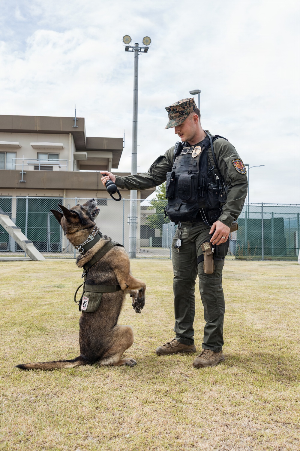U.S. Marine Corps Military Working Dog Rambo