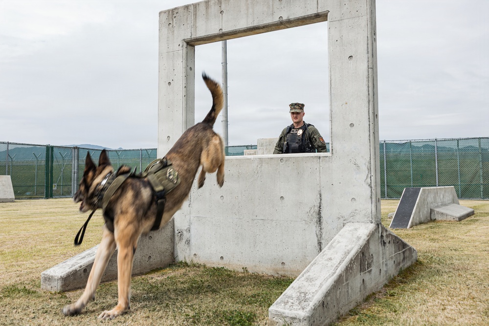 U.S. Marine Corps Military Working Dog Rambo