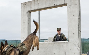 U.S. Marine Corps Military Working Dog Rambo