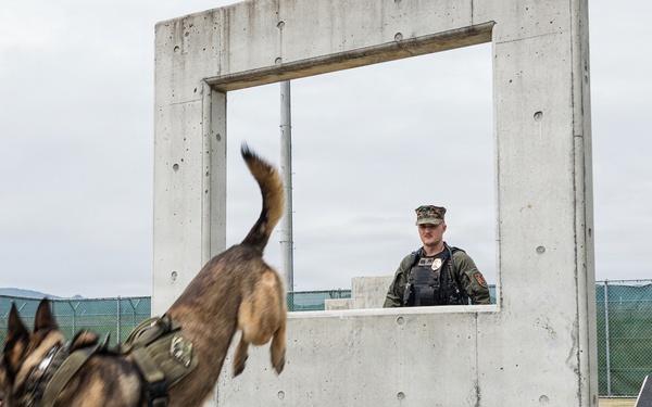 U.S. Marine Corps Military Working Dog Rambo