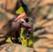 AITB-E Attack Drone Operator Course Capstone Event