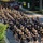 Army 251st Birthday Run