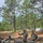 218th Regimental Training Battalion hosts OCS VIP Day