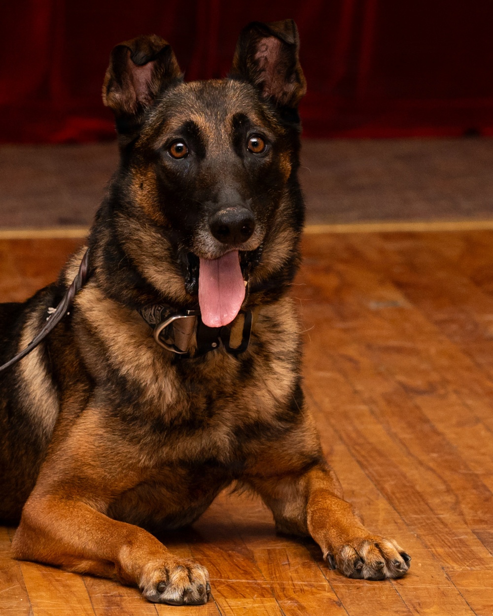 Military Working Dog Retirement Ceremony Honors CCoolahan and PPuritan