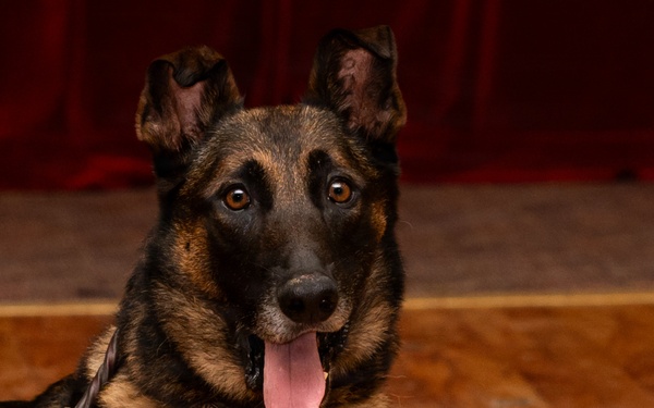 Military Working Dog Retirement Ceremony Honors CCoolahan and PPuritan