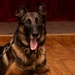 Military Working Dog Retirement Ceremony Honors CCoolahan and PPuritan