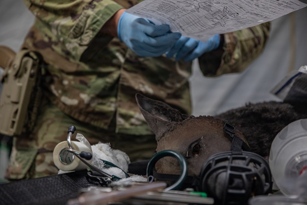 A military personnel wearing camouflage uniform and blue latex gloves is reviewing a medical/veterinary form or chart. In the foreground, a dog — likely a military working dog — is lying on a surface with a muzzle applied, surrounded by veterinary medical supplies. This appears to be a field veterinary examination or medical treatment scenario.
