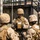 OCC 252 conduct the Leadership Reaction Course OCC 252 conduct the Leadership Reaction Course