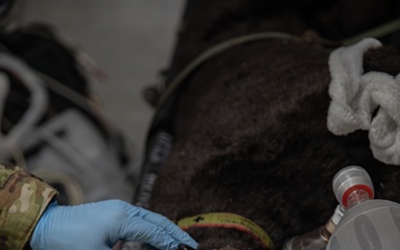 409th MCAS Mass Casualty