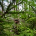 Blackfoot Company, 1-4 Infantry - Blank firing range in GTA