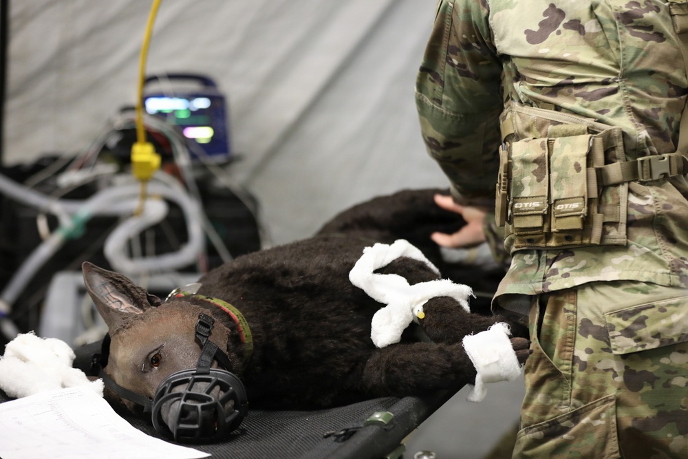 624th Forward Resuscitative Surgical Detachment (FRSD) performs medical field training using a robotic canine