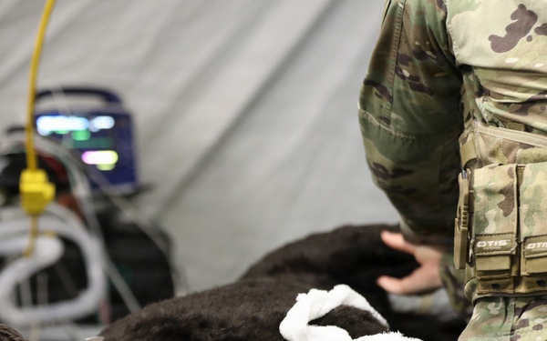 624th Forward Resuscitative Surgical Detachment (FRSD) performs medical field training using a robotic canine