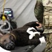 624th Forward Resuscitative Surgical Detachment (FRSD) performs medical field training using a robotic canine