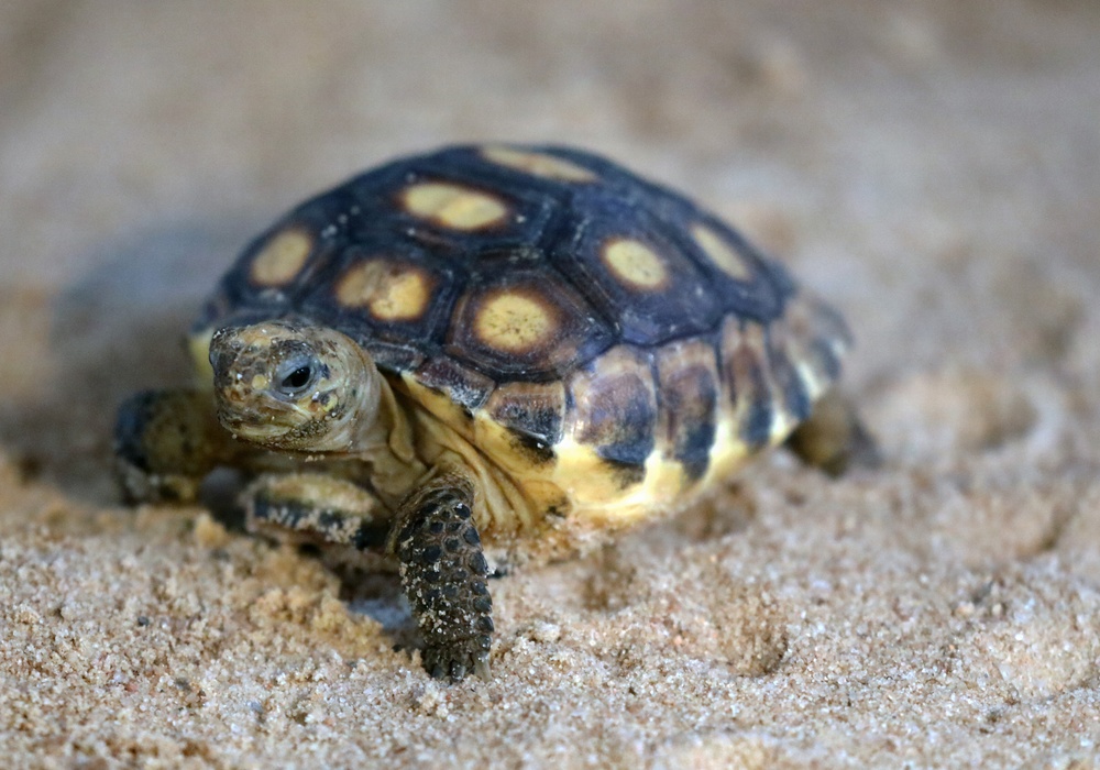 Army Reserve, conservation partners safeguard endangered gopher tortoise during Operation Sentinel Justice