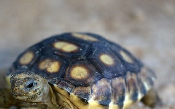 Army Reserve, conservation partners safeguard endangered gopher tortoise during Operation Sentinel Justice
