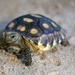 Army Reserve, conservation partners safeguard endangered gopher tortoise during Operation Sentinel Justice