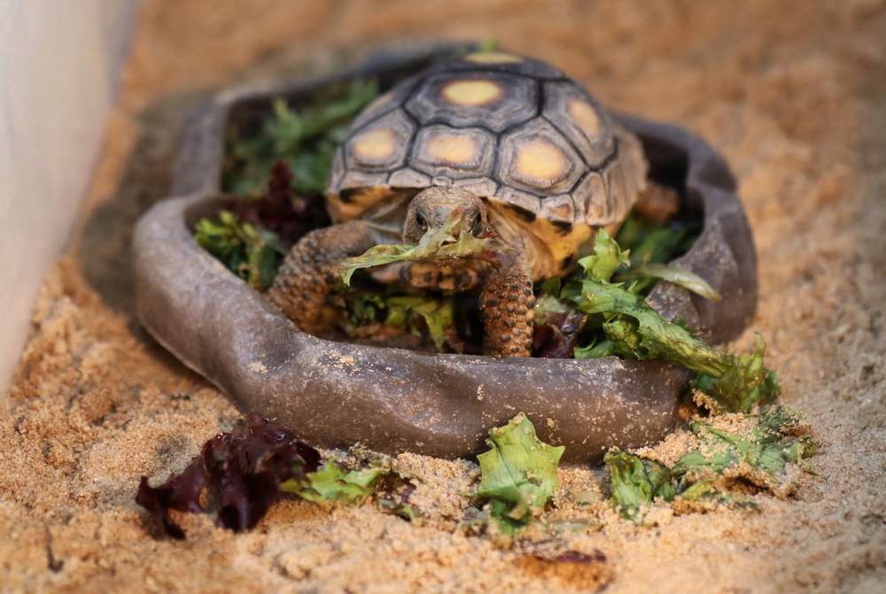 Army Reserve, conservation partners safeguard endangered gopher tortoise during Operation Sentinel Justice