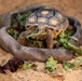 Army Reserve, conservation partners safeguard endangered gopher tortoise during Operation Sentinel Justice