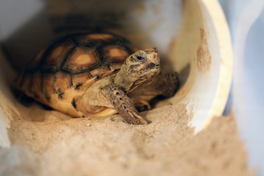 Army Reserve, conservation partners safeguard endangered gopher tortoise during Operation Sentinel Justice