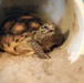 Army Reserve, conservation partners safeguard endangered gopher tortoise during Operation Sentinel Justice