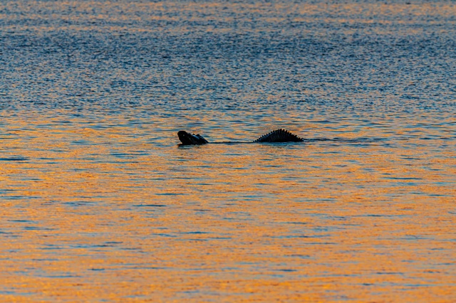 Wildlife at the World’s Busiest Spaceport