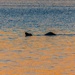 Wildlife at the World’s Busiest Spaceport