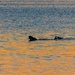 Alligator Displays Natural Behavior at Cape Canaveral