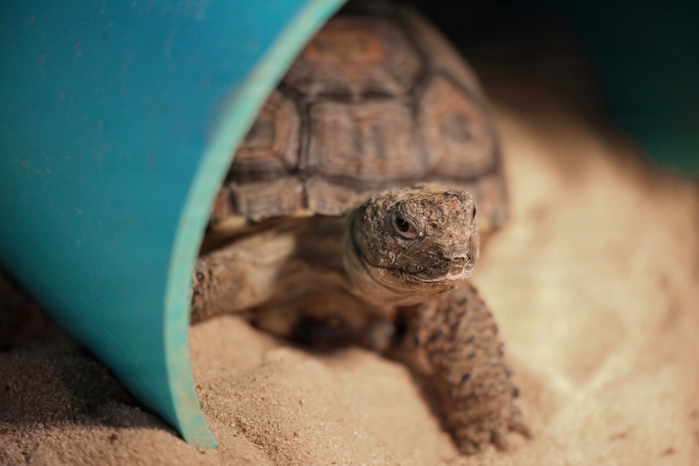 Army Reserve, conservation partners safeguard endangered gopher tortoise during Operation Sentinel Justice