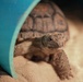 Army Reserve, conservation partners safeguard endangered gopher tortoise during Operation Sentinel Justice