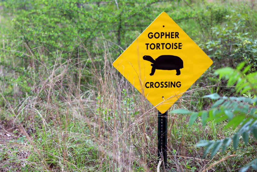 Army Reserve, conservation partners safeguard endangered gopher tortoise during Operation Sentinel Justice