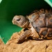 Army Reserve, conservation partners safeguard endangered gopher tortoise during Operation Sentinel Justice