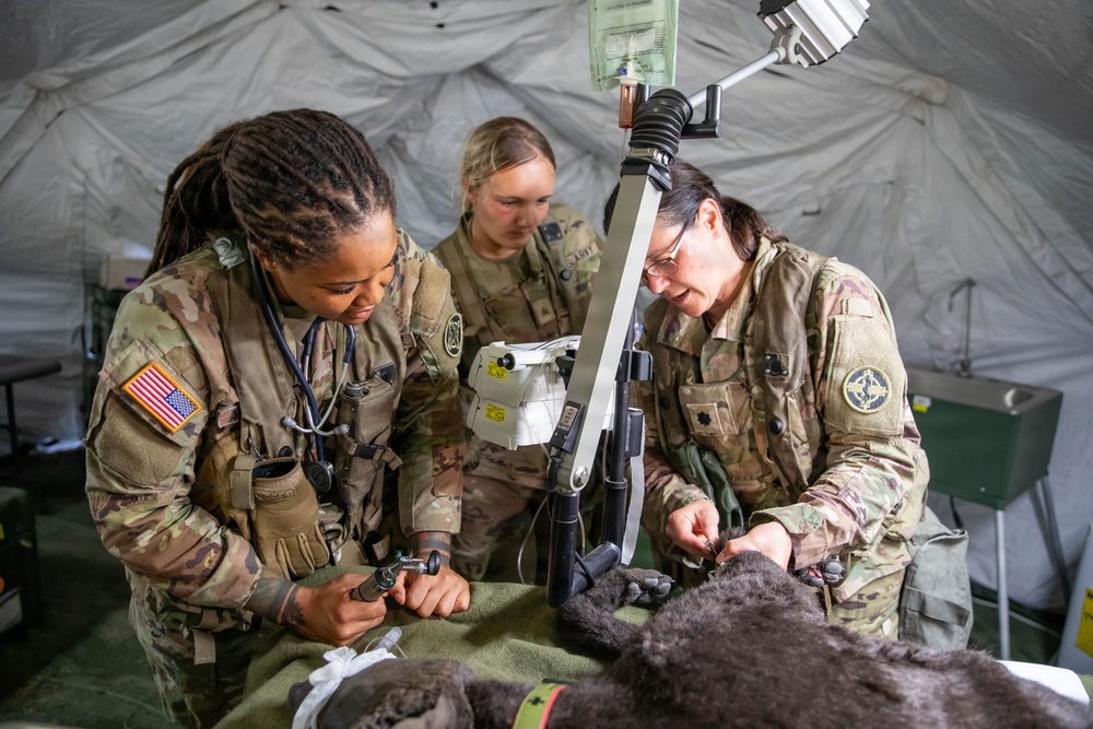 Operation Sentinel Justice Enhances Veterinary Medical Readiness at Camp Shelby