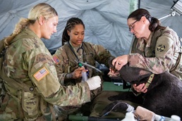 Operation Sentinel Justice Enhances Veterinary Medical Readiness at Camp Shelby