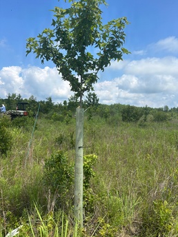 Tree planting efforts at APG