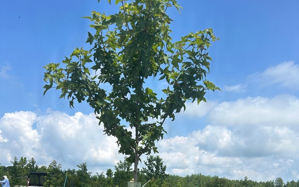 Aberdeen Proving Ground Recognized for Elite Forest Management and Urban Tree Care