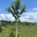 Tree planting efforts at APG