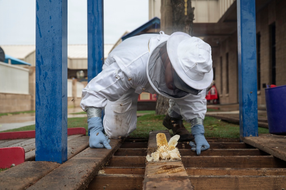 DM Airmen partner to safely relocate an Africanized bee colony