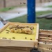 DM Airmen partner to safely relocate an Africanized bee colony