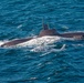 HSC-28, German Type 212A Attack Submarine (U-34) Conduct Casualty Evacuation Training