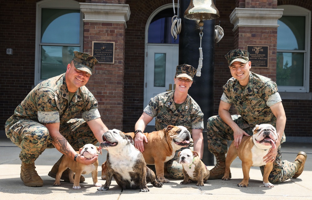 Reveal of Recruit Chesty the XVII