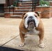 Reveal of Recruit Chesty the XVII