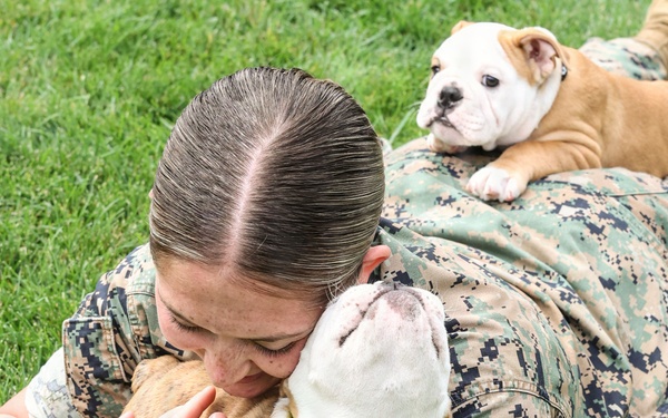 Reveal of Recruit Chesty the XVII