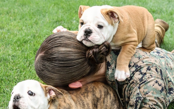 Reveal of Recruit Chesty the XVII