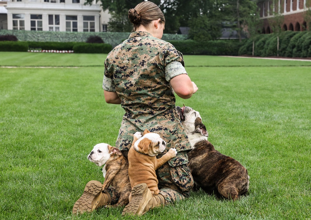 Reveal of Recruit Chesty the XVII