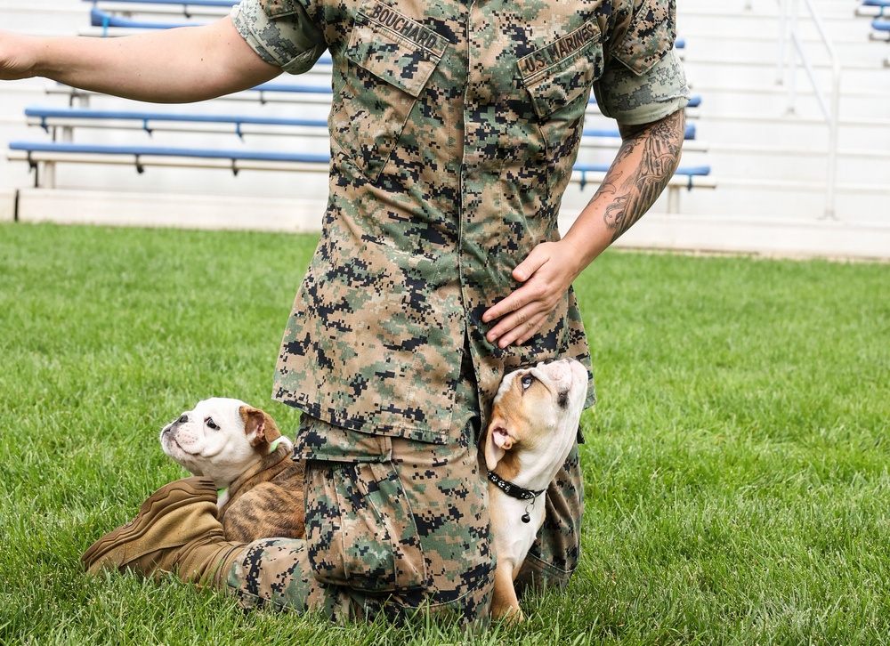 Reveal of Recruit Chesty the XVII
