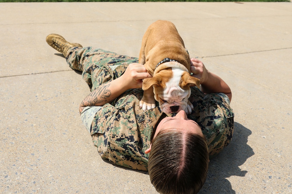 Reveal of Recruit Chesty the XVII